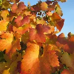Gaestehaus Rudolf U. Sandra Denk Homestay Wosendorf in der Wachau