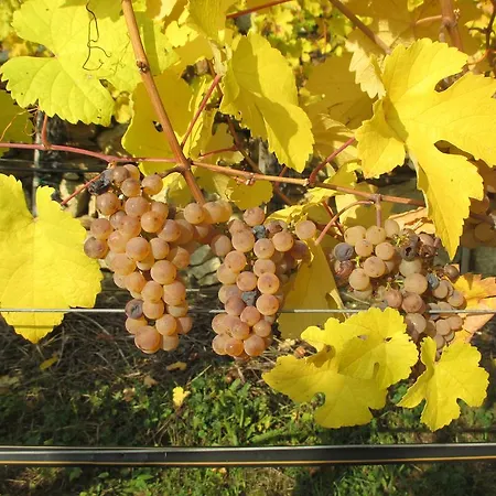 Gaestehaus Rudolf U. Sandra Denk * Wösendorf