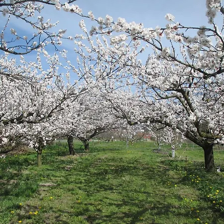 Pansiyon Gaestehaus Rudolf U. Sandra Denk *