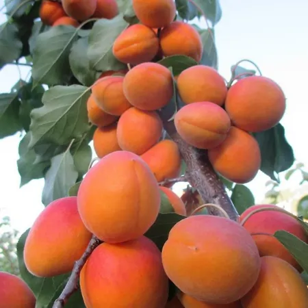 Gaestehaus Rudolf U. Sandra Denk Alloggio in famiglia