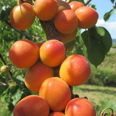 Alloggio in famiglia Gaestehaus Rudolf U. Sandra Denk