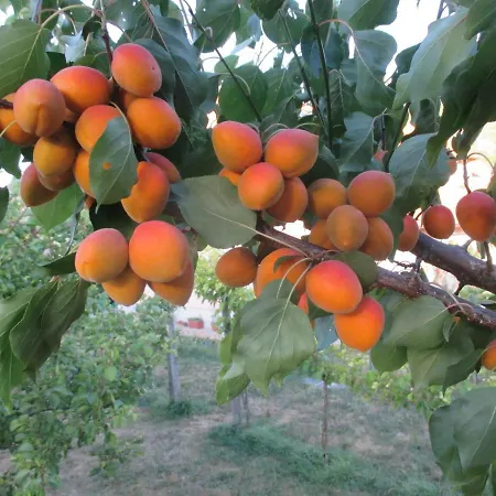 Alloggio in famiglia Gaestehaus Rudolf U. Sandra Denk