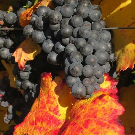 Alloggio in famiglia Gaestehaus Rudolf U. Sandra Denk *