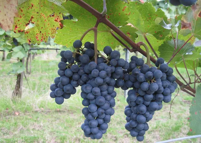 Habitación en casa particular Gaestehaus Rudolf U. Sandra Denk Wösendorf