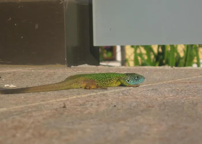 Gaestehaus Rudolf U. Sandra Denk Habitación en casa particular