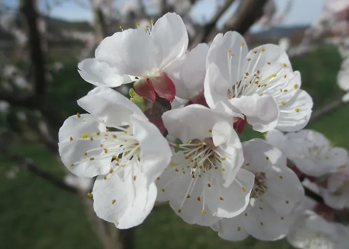 Gaestehaus Rudolf U. Sandra Denk * Wösendorf