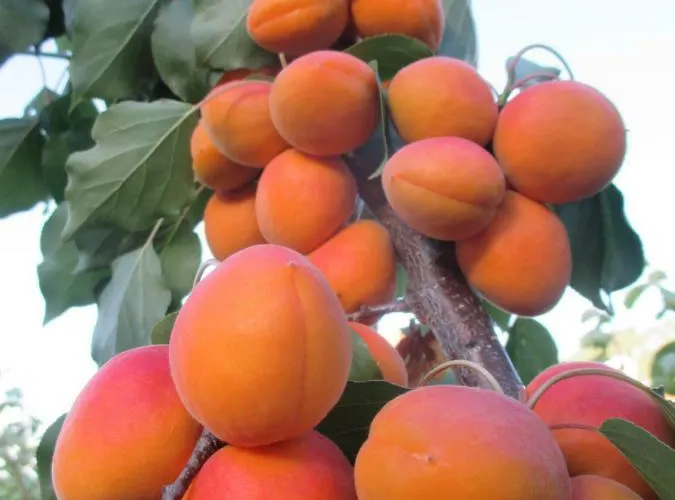 Gaestehaus Rudolf U. Sandra Denk Habitación en casa particular