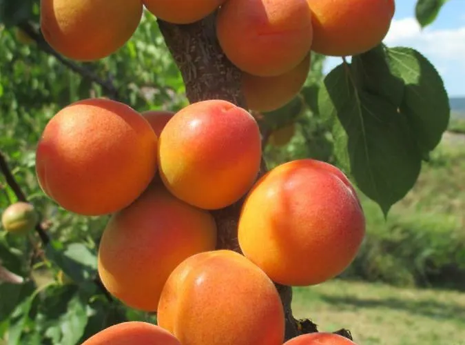 Ubytování v soukromí Gaestehaus Rudolf U. Sandra Denk