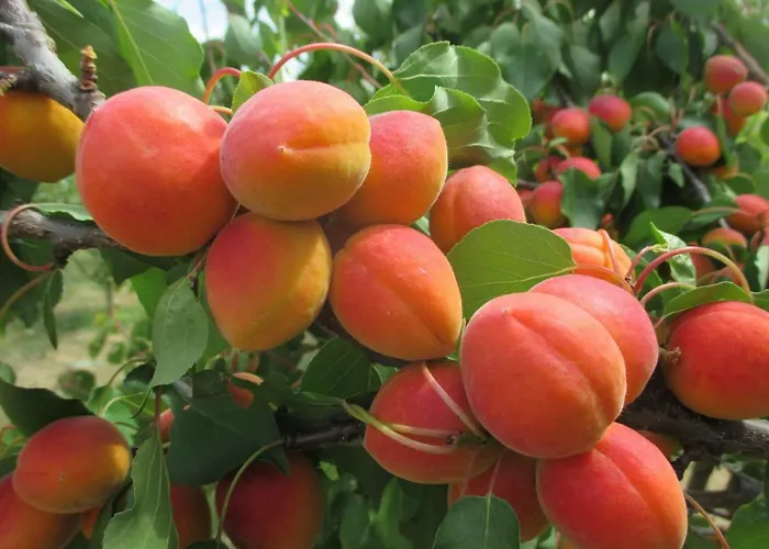 Gaestehaus Rudolf U. Sandra Denk 民宿 *