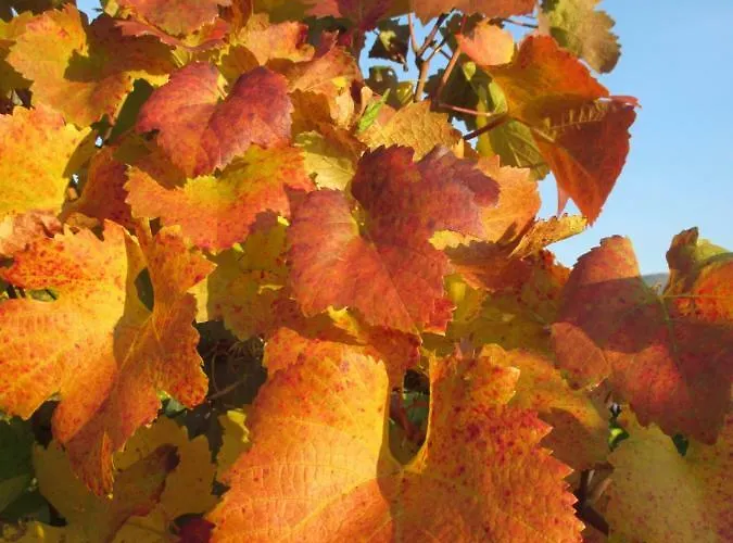 Gaestehaus Rudolf U. Sandra Denk Habitación en casa particular Wösendorf