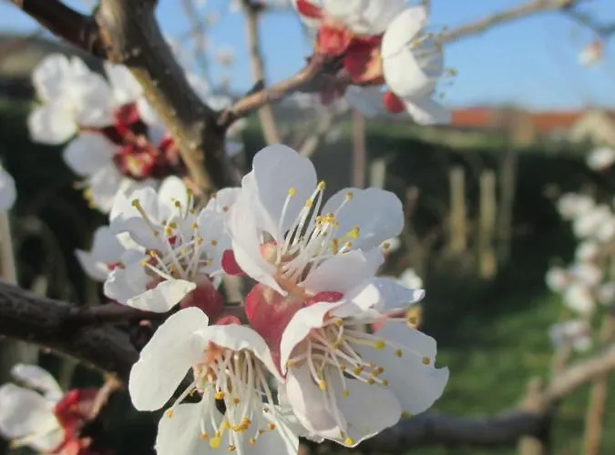Gaestehaus Rudolf U. Sandra Denk Ubytování v soukromí *